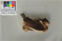 藏品(白頭翁)的圖片